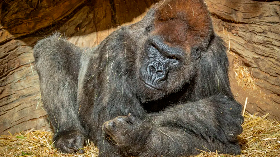 Dos gorilas en el zoológico de San Diego dan positivo por covid-19
