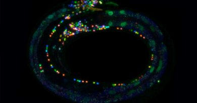 Gusanos microscópicos ayudan a crear un atlas multicolor del cerebro