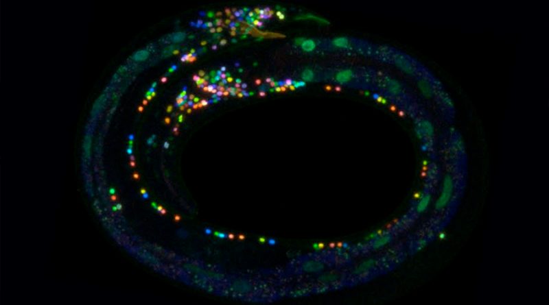 Gusanos microscópicos ayudan a crear un atlas multicolor del cerebro