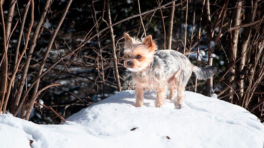 ¿Cuánto frío puede aguantar un perro? Esta tabla puede servir de guía orientativa