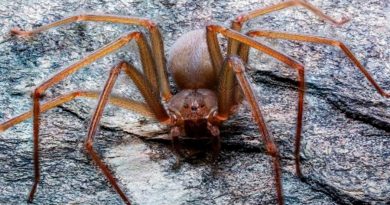 Cómo identificar a la araña violinista del Valle de México y qué hacer si te muerde una