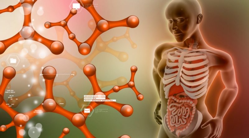 Los microbios intestinales pueden influir en la fuerza de los huesos