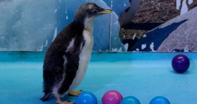 Alex, la primera cría de pingüino antártico nacida en México