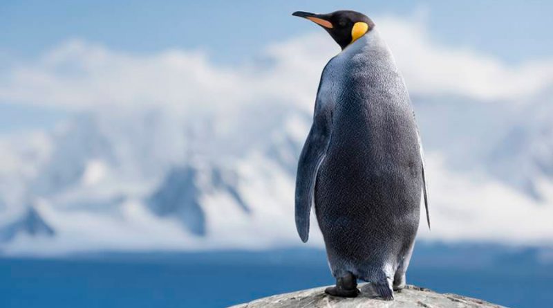 El misterio de los pingüinos solitarios: cómo han llegado a Isla Martillo y qué hacen ahí