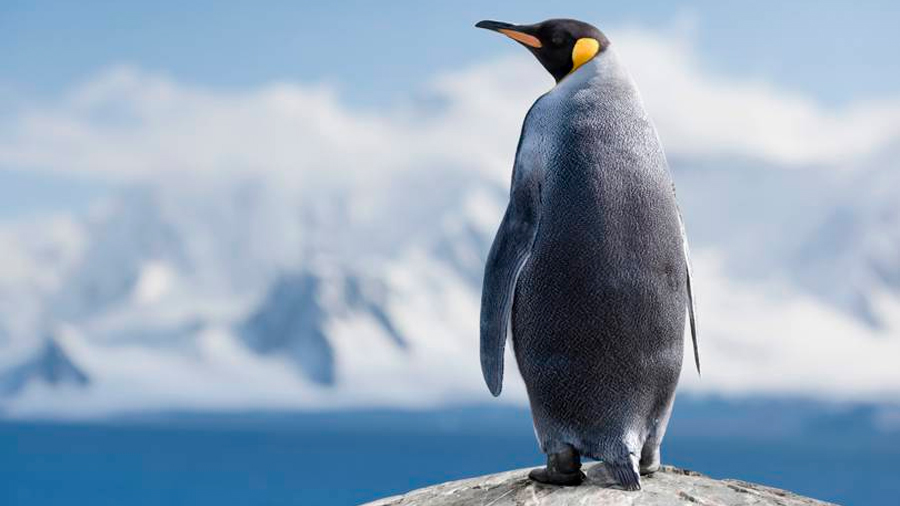 El misterio de los pingüinos solitarios: cómo han llegado a Isla Martillo y qué hacen ahí
