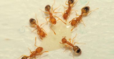 Un algoritmo inspirado en los caminos descartados por las hormigas
