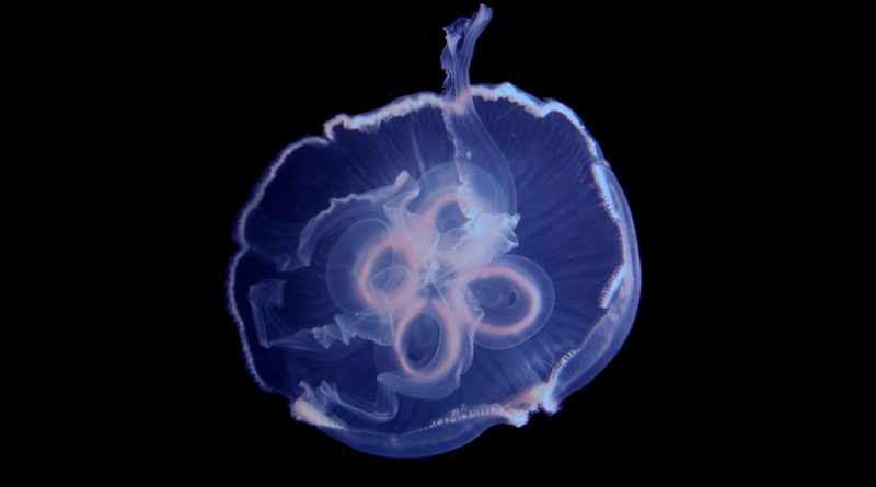 Hallan clave de la velocidad de las medusas, consideradas la especie nadadora más eficiente del orbe