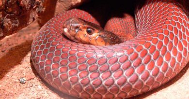 Serpientes evolucionan de forma magnética para ser resistentes al veneno
