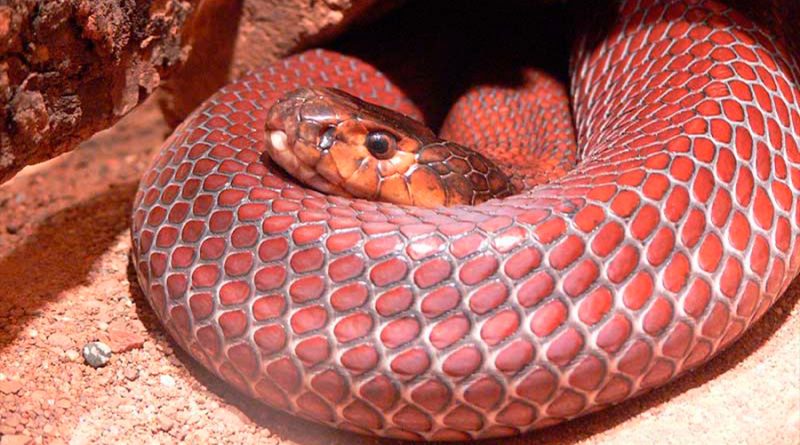 Serpientes evolucionan de forma magnética para ser resistentes al veneno