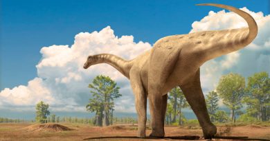 Un dinosaurio argentino puede ser el mayor animal terrestre conocido