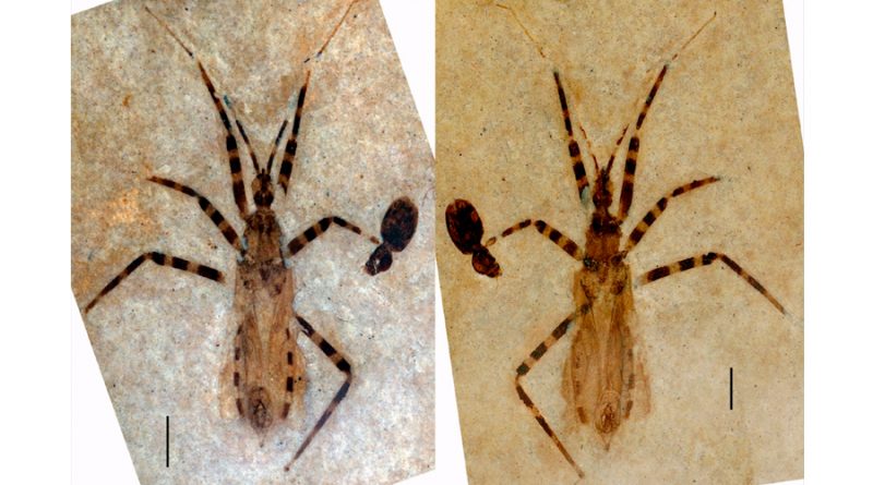 Hallado un insecto asesino fósil con genitales bien preservados