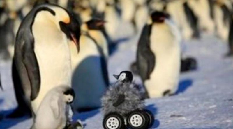 Ayuda robótica para pingüinos de la Antártida