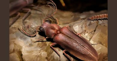 Hallan un escarabajo de luz de hace 100 millones de años preservado en ámbar