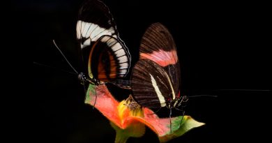 Mariposas macho eliminan competidores apestando a sus parejas