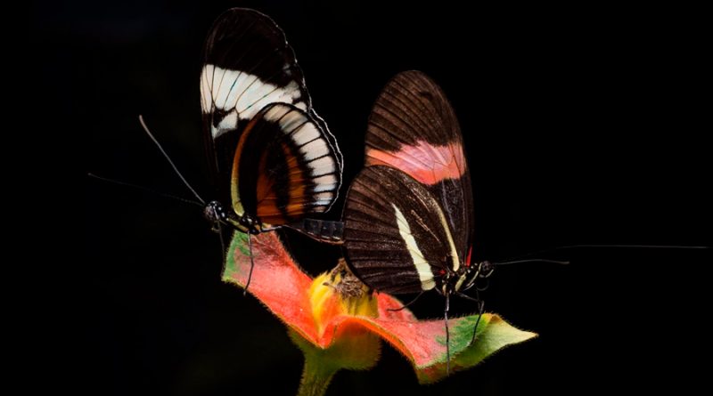 Mariposas macho eliminan competidores apestando a sus parejas
