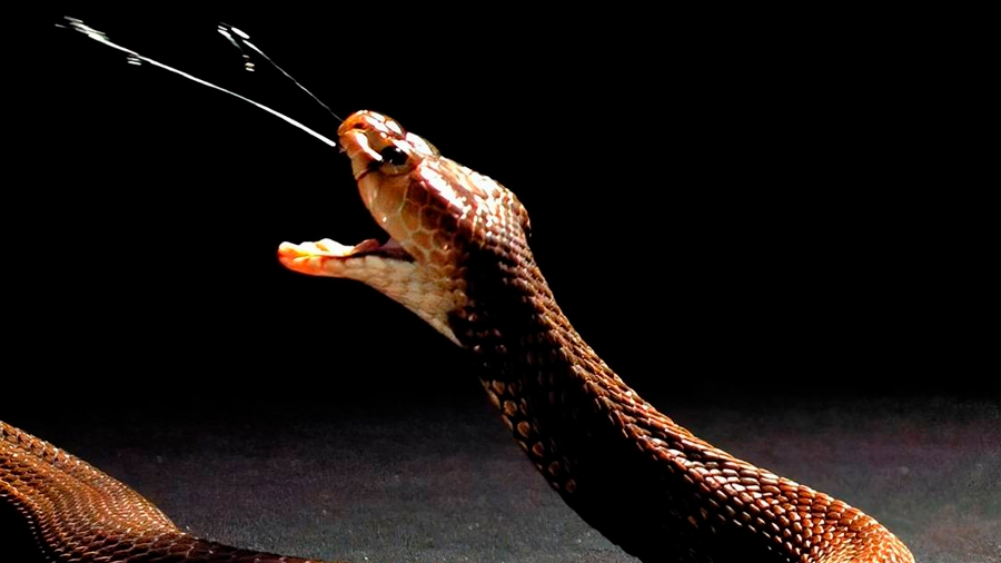 El veneno de las cobras escupidoras evolucionó para cumplir una función defensiva