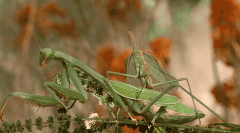 Descubren el truco de los machos mantis para evitar la decapitación después del sexo