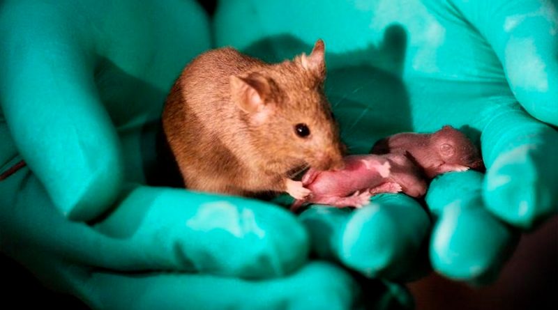 Científicos logran que ratones con parálisis vuelvan a caminar