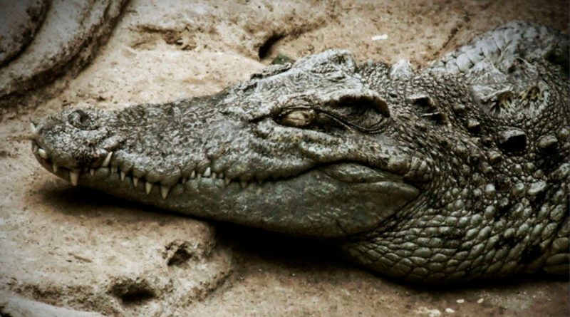 Avistan en Tailandia a un cocodrilo de Siam, especie casi extinta