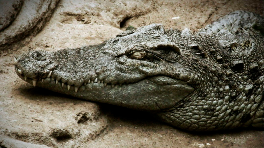 Avistan en Tailandia a un cocodrilo de Siam, especie casi extinta