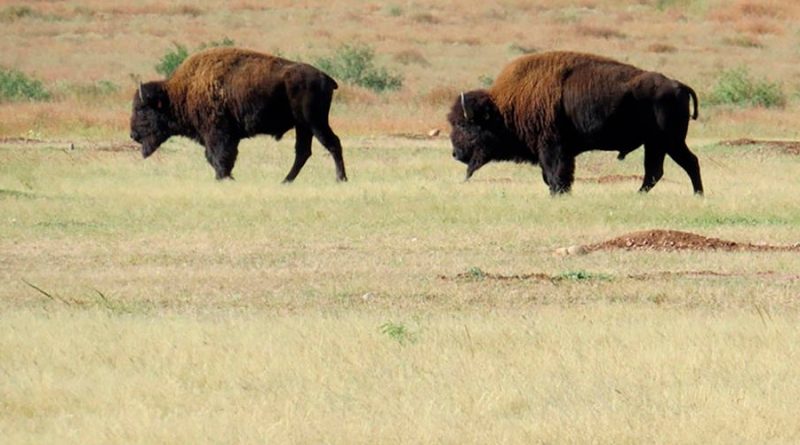 Recupera bisonte americano territorio en norte de México