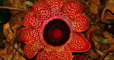 Logran secuencias el genoma de una de las mayores flores del mundo