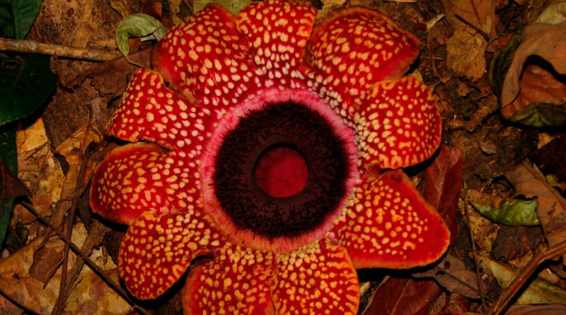 Logran secuencias el genoma de una de las mayores flores del mundo