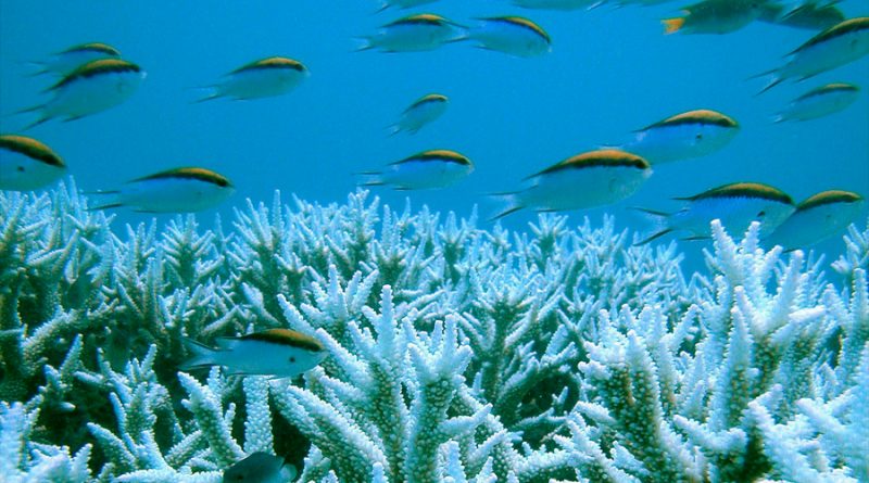Preparan nubes artificiales para evitar el blanqueamiento de la Gran Barrera de Coral