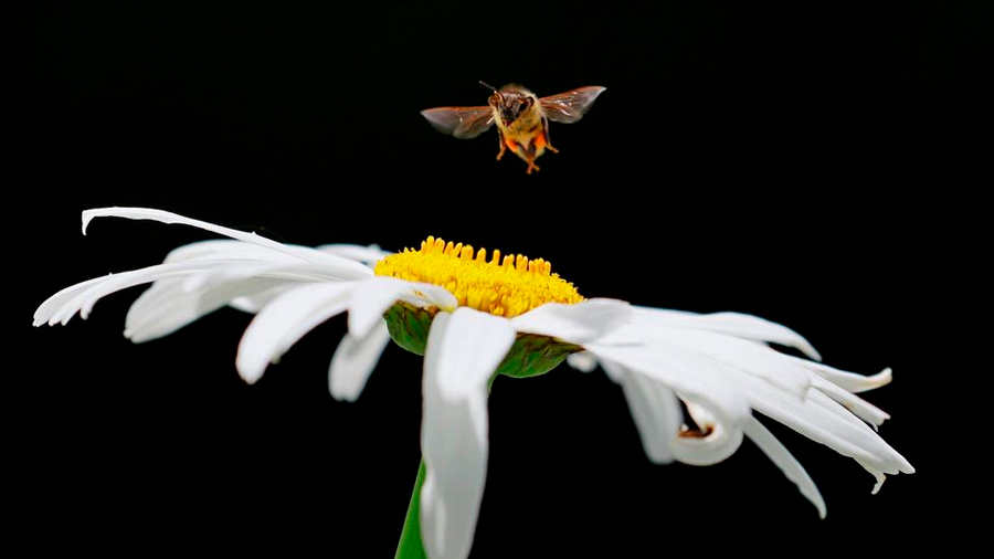 Descubren nueva especie de abeja solitaria y polinizadora en Brasil