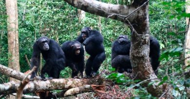 Los chimpancés dan la vida por sus hermanos