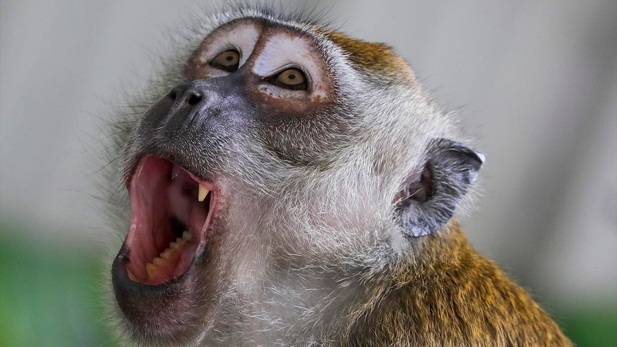 Oído interno de primates del Mioceno revela más datos de evolución humana