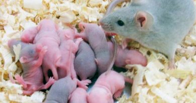 A los tres días de edad, los ratones recién nacidos recuerdan a sus madres