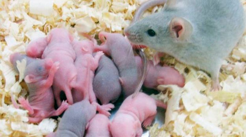 A los tres días de edad, los ratones recién nacidos recuerdan a sus madres