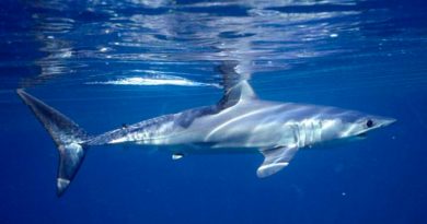 La población de tiburones cayó 70% en medio siglo