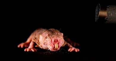 Al igual que los humanos, las ratas topo desnudas se comunican usando sus propios dialectos
