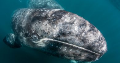 Casi 400 ballenas grises de Baja California están muriendo de hambre y los científicos aún no saben porqué