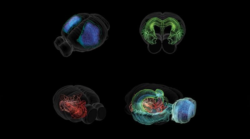 Crean un 'mapa de Google' molecular del cerebro