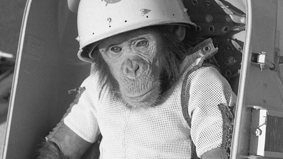 Este fue el primer primate que viajó al espacio hace 60 años
