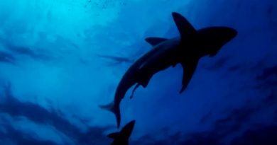 Muertes por ataque de tiburón aumentaron en 2020, pero los ataques disminuyeron