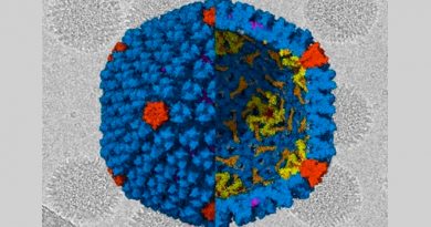 Revelada la estructura del adenovirus causante de la gastroenteritis infantil