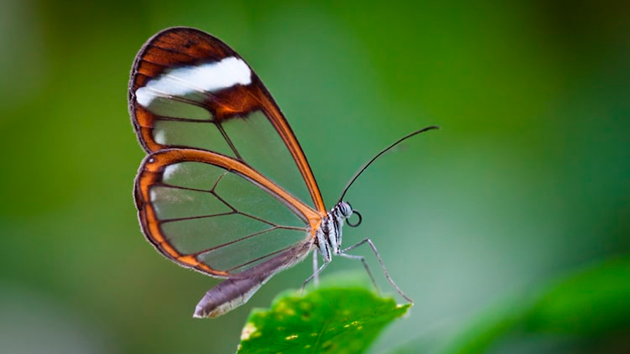 Conoce a las espectaculares mariposas de cristal con alas transparentes