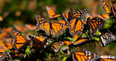 México: Población de la mariposa monarca disminuye 26%