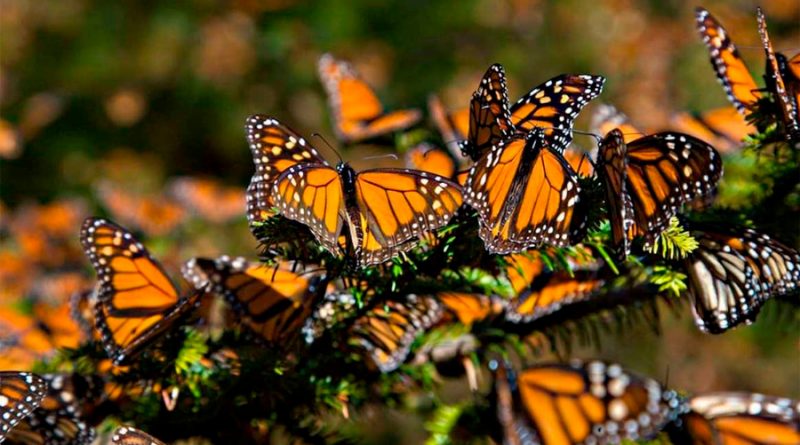 México: Población de la mariposa monarca disminuye 26%