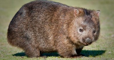 Descubren por qué el excremento de los wombats tiene forma de cubo