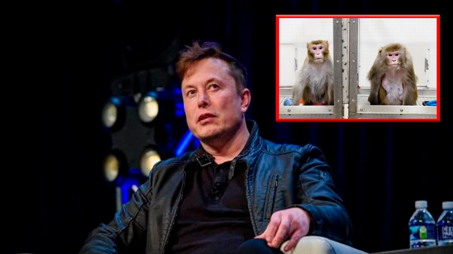 Empresa de Musk implanta chip a un mono para que use videojuego con la mente