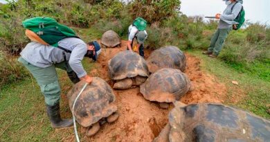 Marcan a 4 mil 723 tortugas gigantes en una isla volcánica de Galápagos