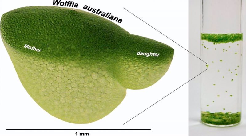 El secreto genético de la planta que dobla tamaño en un día
