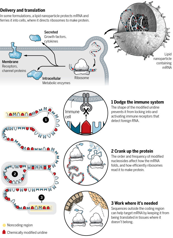 Figura 3: Guía esquemática de mecanismo de acción de vacuna de ARNm de Moderna. Tomada de: Science Magazine, Marzo 2020.