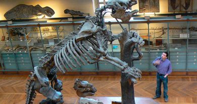 Encuentran el fósil de un perezoso ancestral tan grande como un elefante