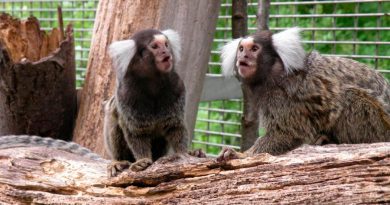 Titíes escuchando a escondidas entienden lo que se dicen otros monos